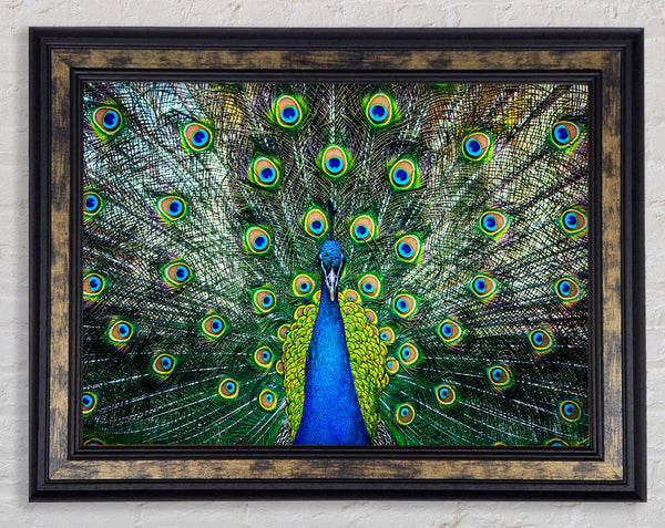 Peacock Plume Framed Print