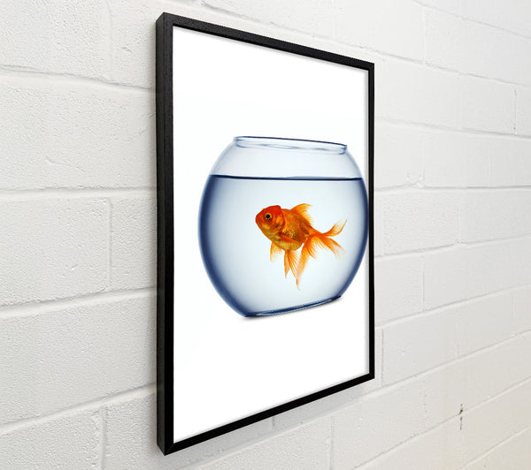 Goldfish Bowl