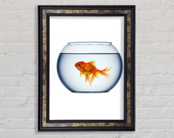 Goldfish Bowl