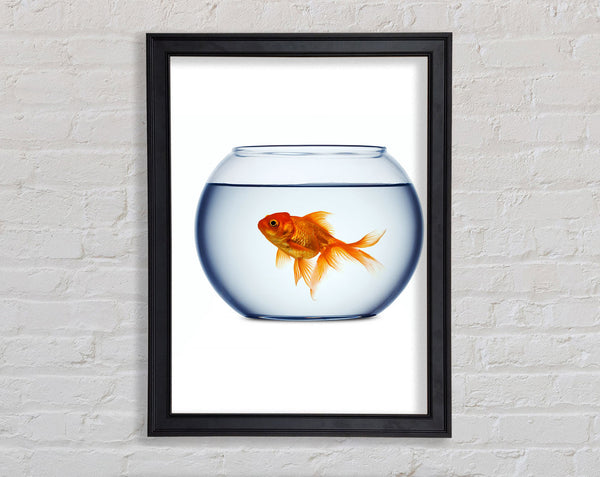 Goldfish Bowl