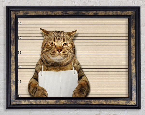 It Wasn't Me Cat