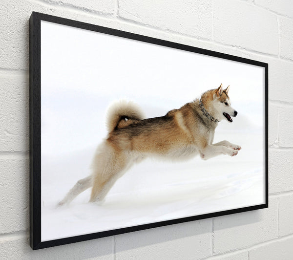 Husky Dog Snow Play