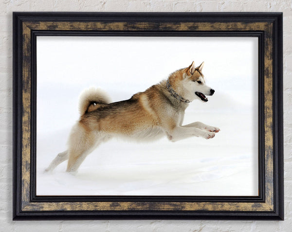 Husky Dog Snow Play Framed Print