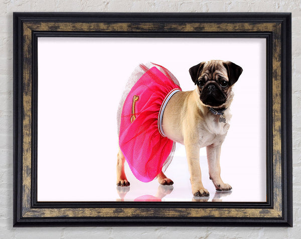 Pug Dog Tutu Framed Print