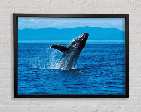 Whale Ocean Jump Framed Print