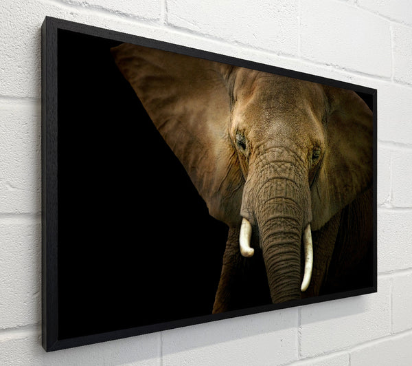Stunning Elephant Face