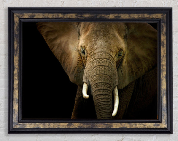 Stunning Elephant Face Framed Print