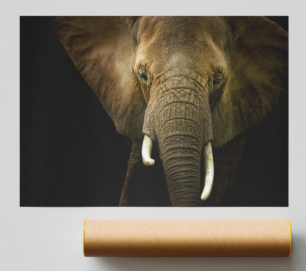 Stunning Elephant Face Print