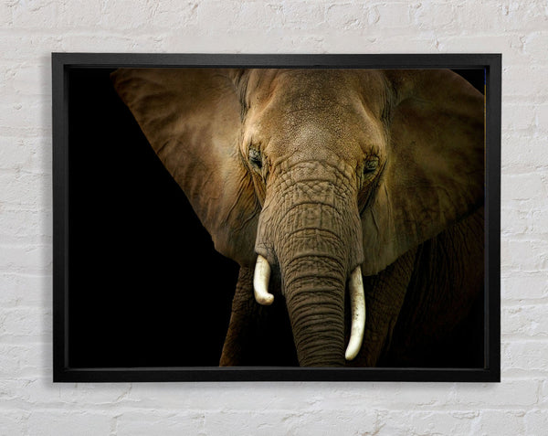 Stunning Elephant Face Framed Print