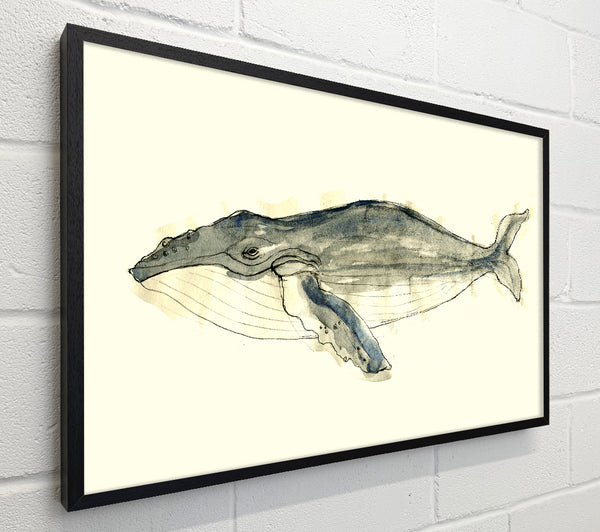 Humpback Whale