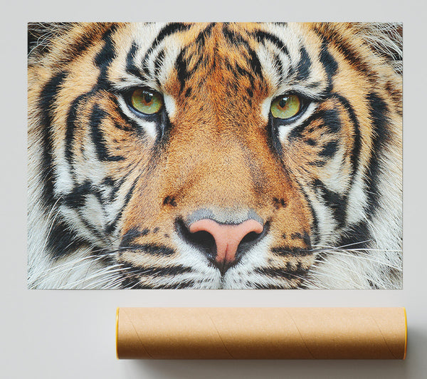 Tiger Beauty Giclee Print
