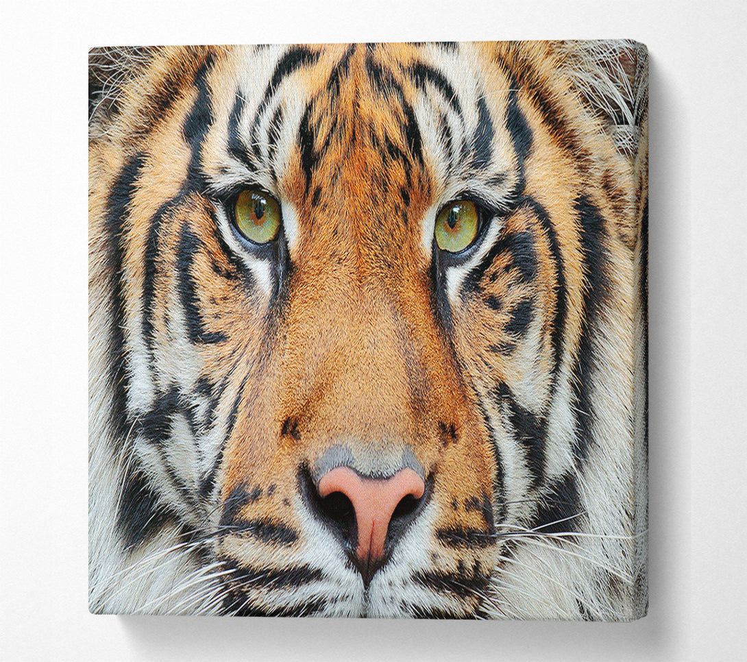  A Canvas Print of Tiger Beauty Canvas Print