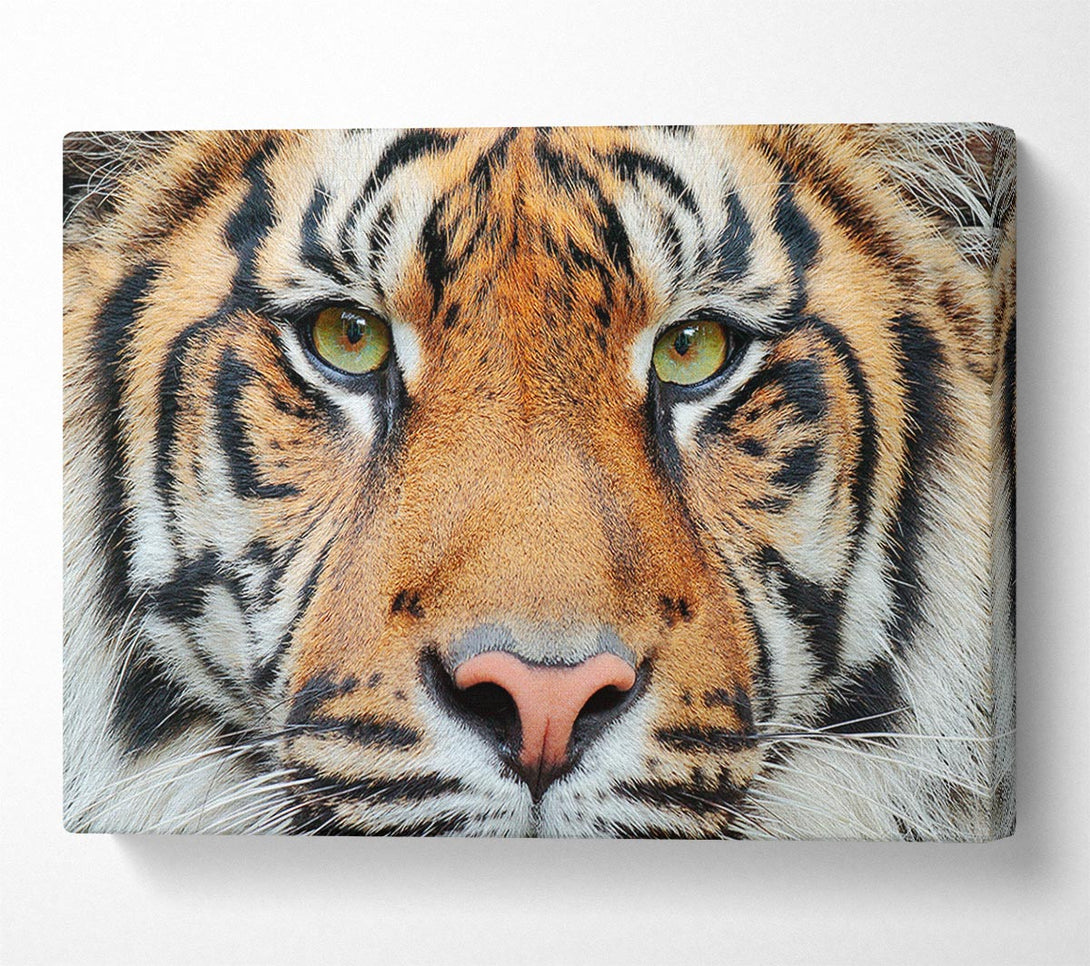  A Canvas Print of Tiger Beauty Canvas Print