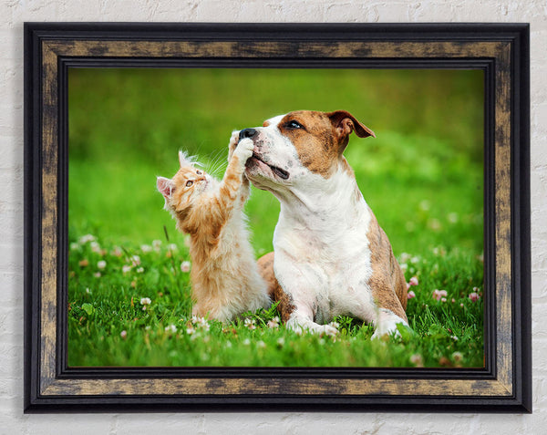 Cat No Dog Talk