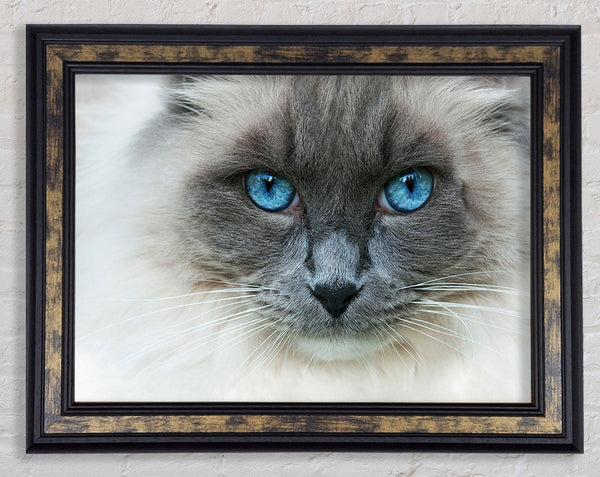 Ragdoll Cat Face