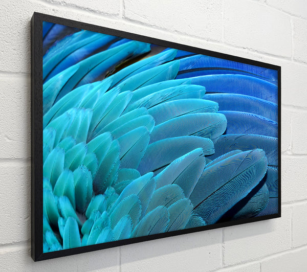 Parrot Feathers