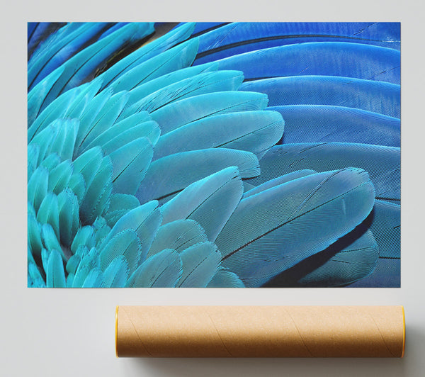 Parrot Feathers Poster