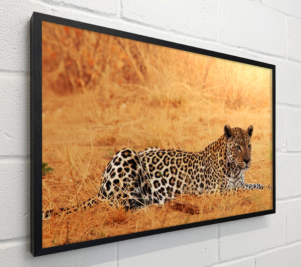 Leopard Waiting