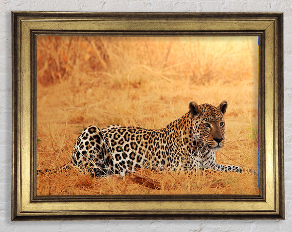 Leopard wartet