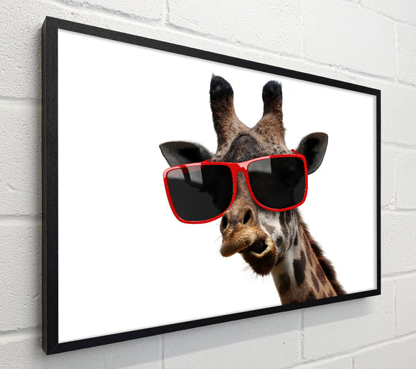 Funky Faced Giraffe