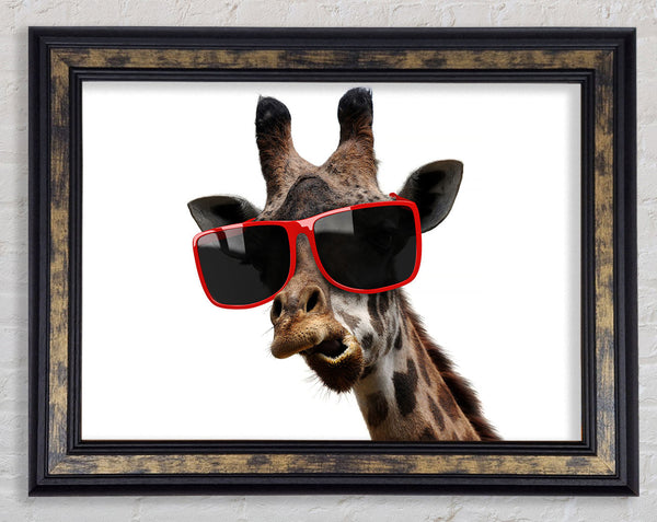 Funky Faced Giraffe Framed Print