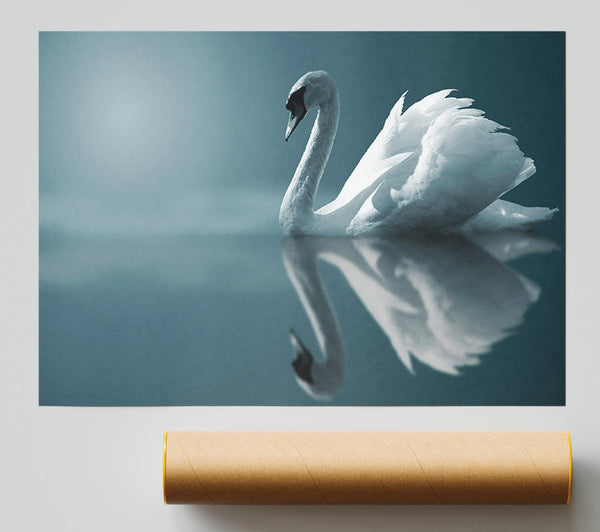 Swan Reflections Poster
