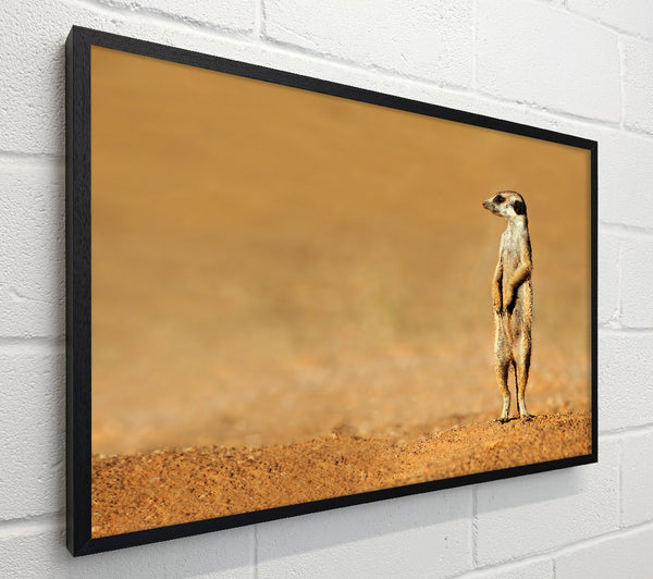 Meerkat Lost