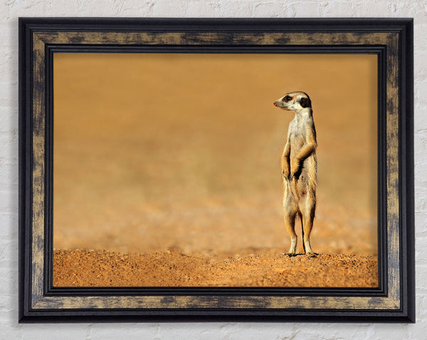 Meerkat Lost Framed Print
