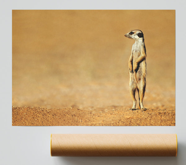Meerkat Lost Giclee Print