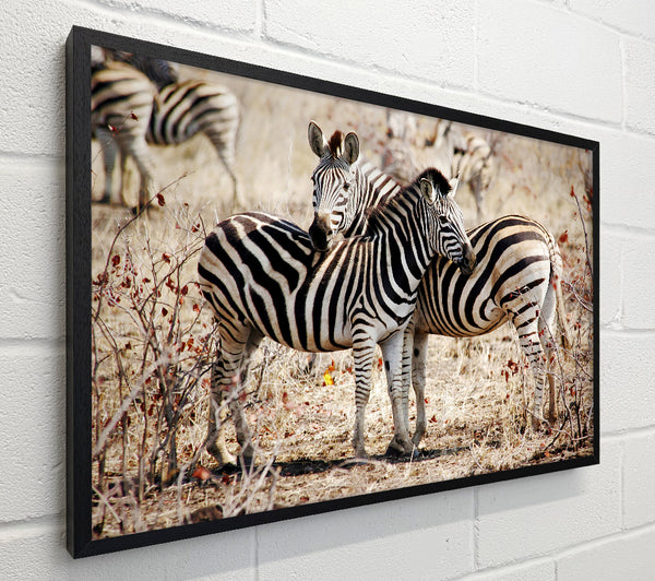 Zebra Love