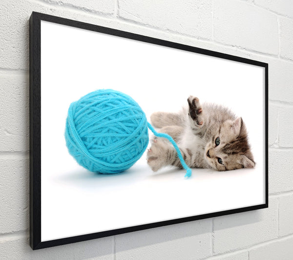Kitten Cat Fun