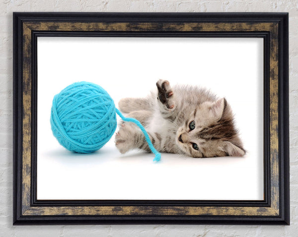Kitten Cat Fun