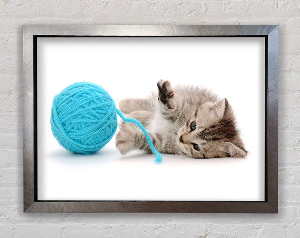Kitten Cat Fun