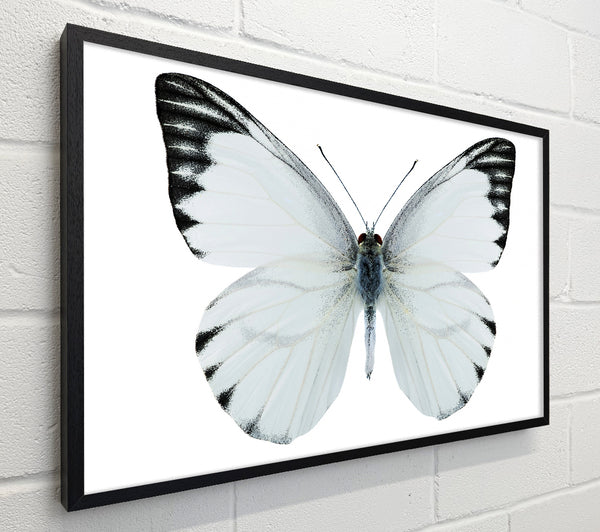 Black Tipped Butterfly Wings