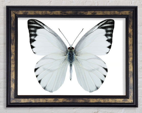 Black Tipped Butterfly Wings Framed Print
