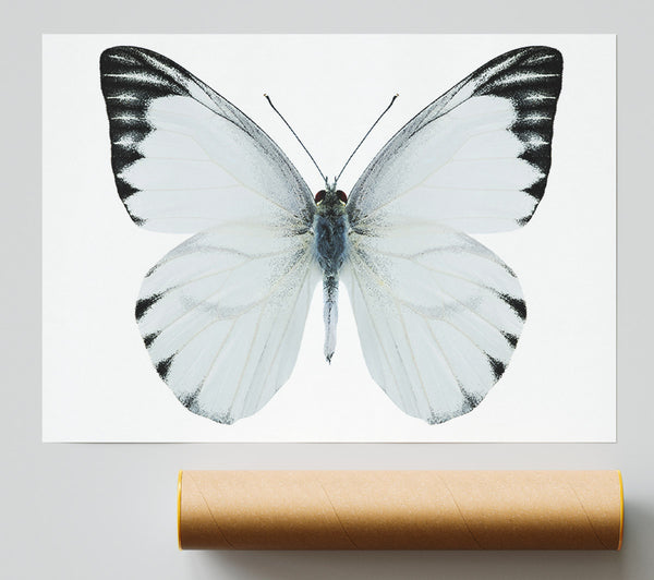 Black Tipped Butterfly Wings Giclee Print