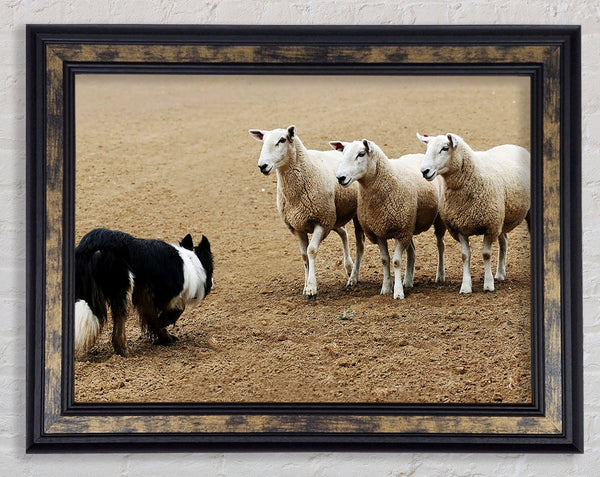 Sheepdog Roundup Framed Print