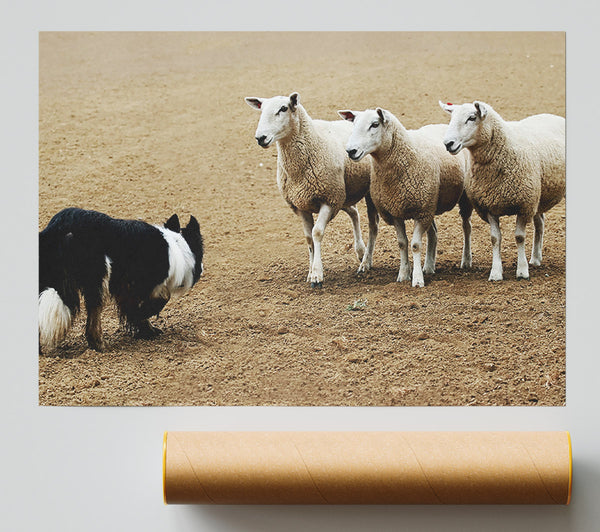 Sheepdog Roundup Giclee Print