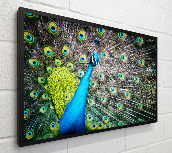 Peacock Glory