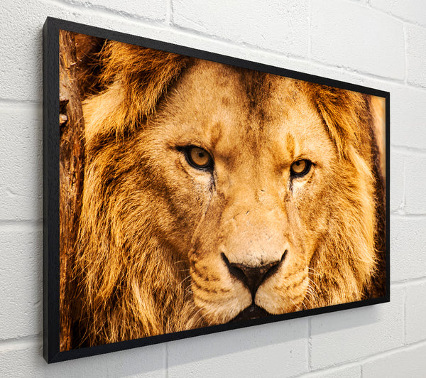 Angry Lion Face