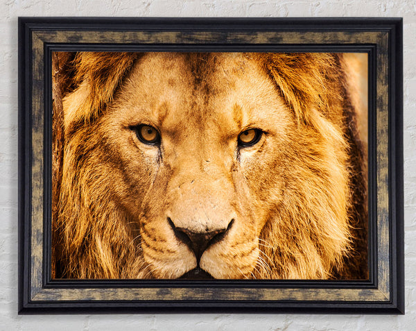 Angry Lion Face Framed Print