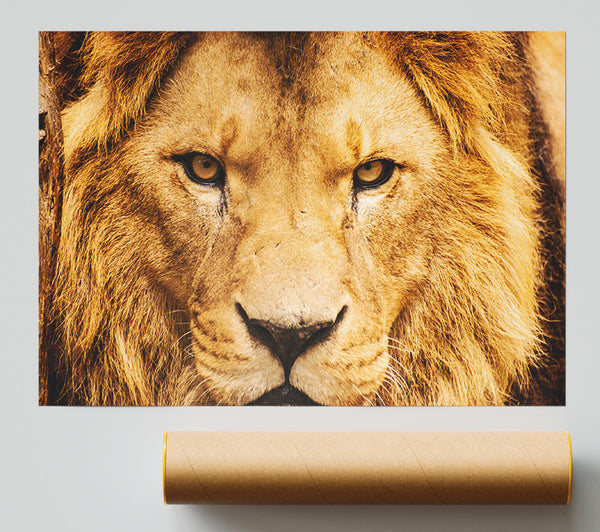 Angry Lion Face Poster