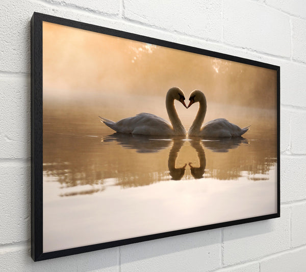 Swan Lake Love