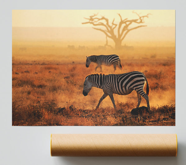 Sunset Zebra Print