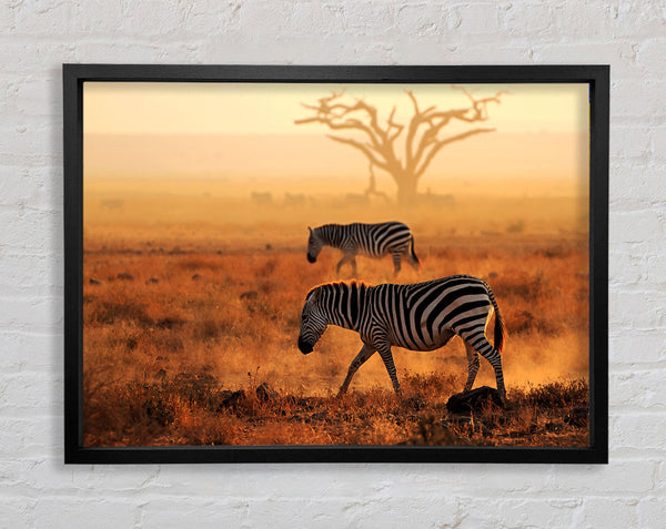 Sonnenuntergang Zebra