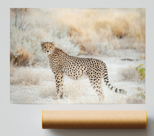 Wild Cheetah Poster