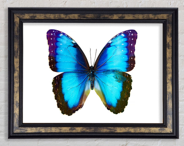 Electric Butterfly Framed Print