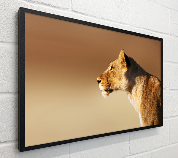 Lioness Wonder