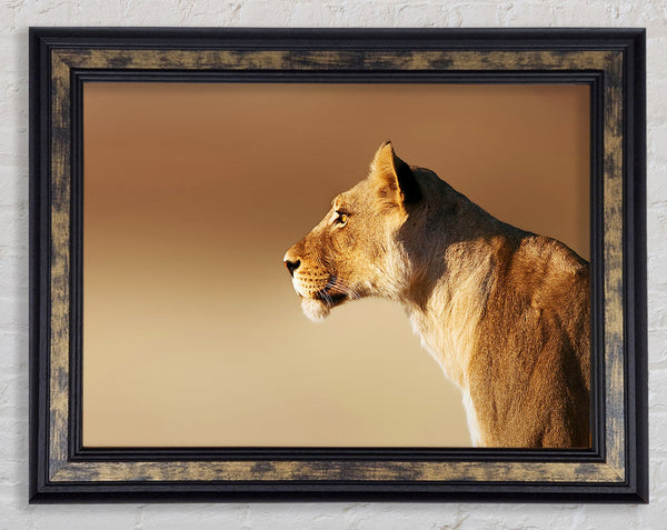Lioness Wonder Framed Print