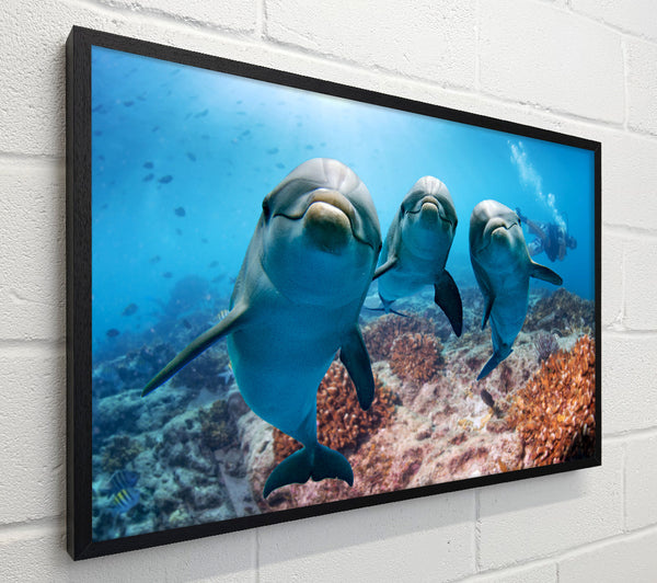 Inquisitive Dolphin Trio